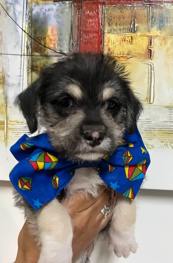 Cachorro ra a SRD-ViraLata idade Abaixo de 2 meses nome Vento
