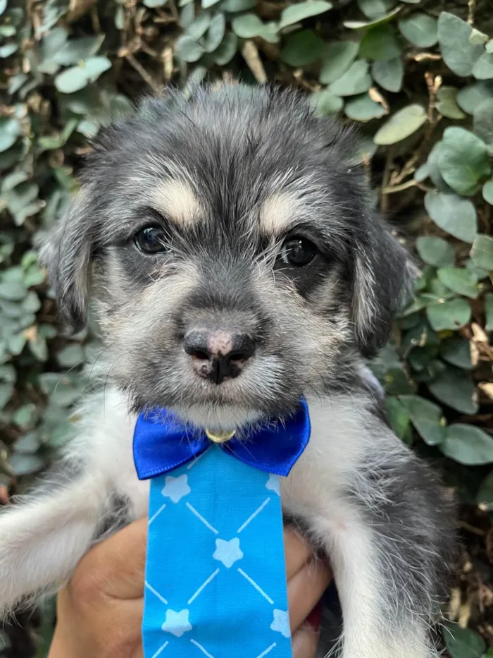 Cachorro ra a SRD-ViraLata idade Abaixo de 2 meses nome Vento