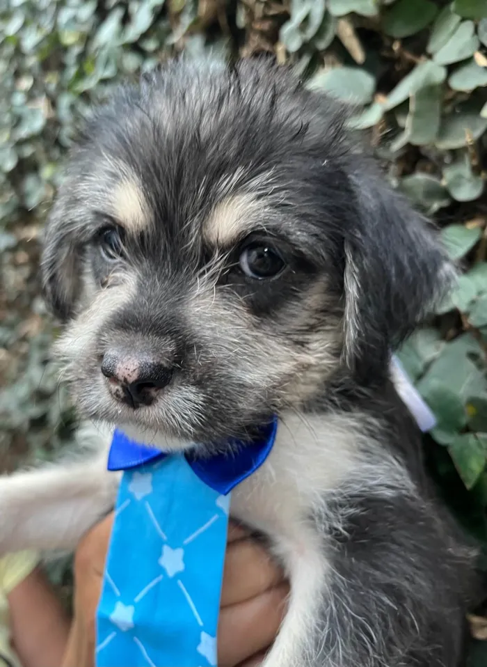 Cachorro ra a SRD-ViraLata idade Abaixo de 2 meses nome Vento