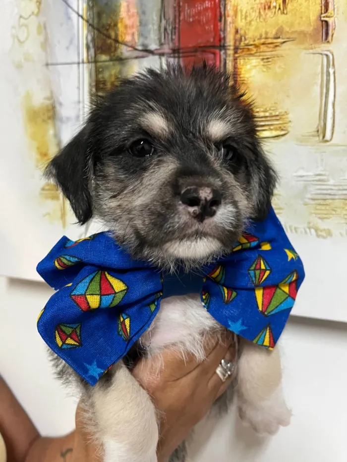 Cachorro ra a SRD-ViraLata idade Abaixo de 2 meses nome Vento