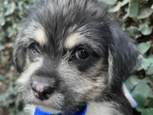 Cachorro raça SRD-ViraLata idade Abaixo de 2 meses nome Vento
