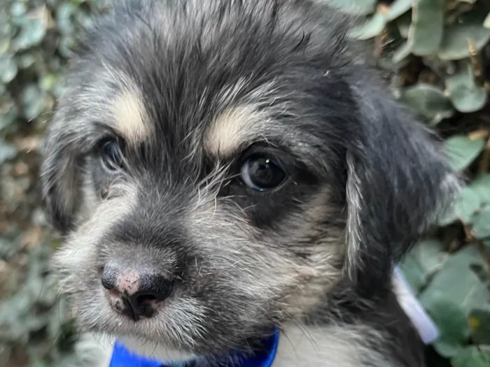 Cachorro ra a SRD-ViraLata idade Abaixo de 2 meses nome Vento