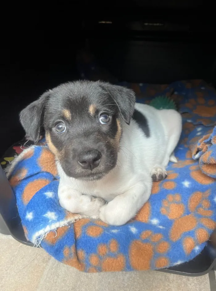 Cachorro ra a SRD-ViraLata idade Abaixo de 2 meses nome Gelo