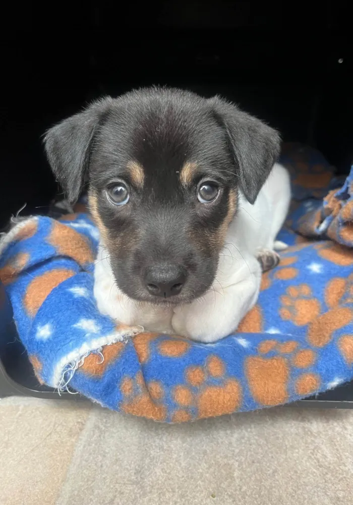 Cachorro ra a SRD-ViraLata idade Abaixo de 2 meses nome Gelo
