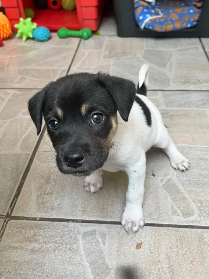 Cachorro ra a SRD-ViraLata idade Abaixo de 2 meses nome Gelo