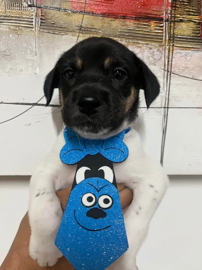 Cachorro ra a SRD-ViraLata idade Abaixo de 2 meses nome Gelo