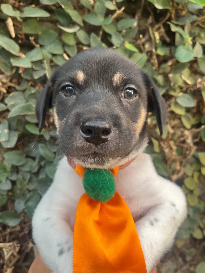 Cachorro ra a SRD-ViraLata idade Abaixo de 2 meses nome Gelo