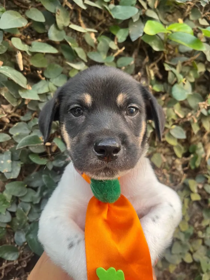 Cachorro ra a SRD-ViraLata idade Abaixo de 2 meses nome Gelo