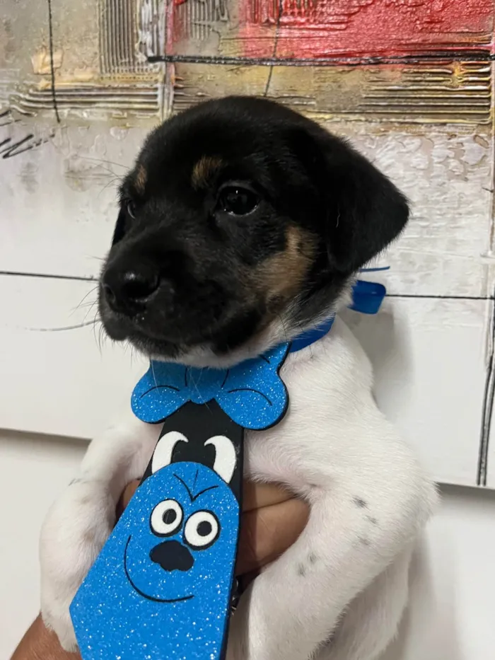 Cachorro ra a SRD-ViraLata idade Abaixo de 2 meses nome Gelo