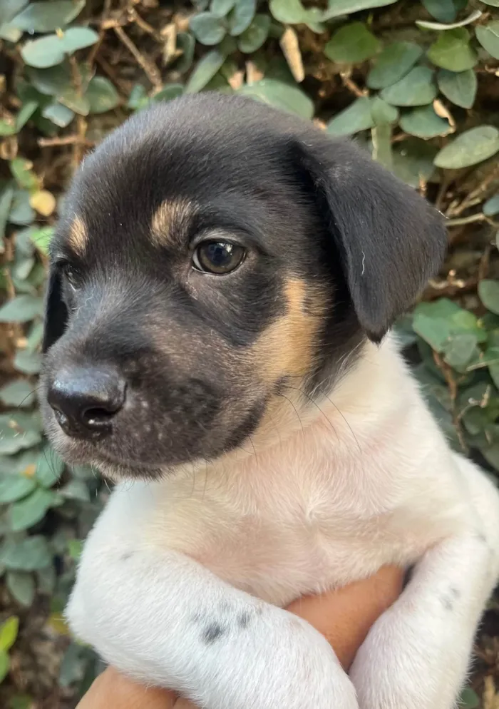 Cachorro ra a SRD-ViraLata idade Abaixo de 2 meses nome Gelo
