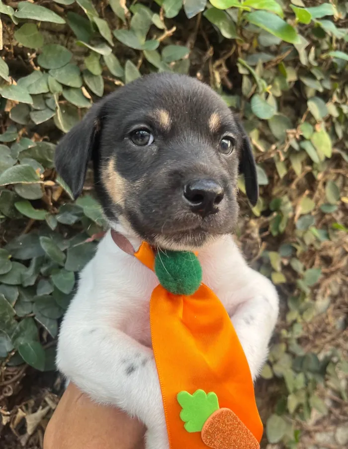Cachorro ra a SRD-ViraLata idade Abaixo de 2 meses nome Gelo