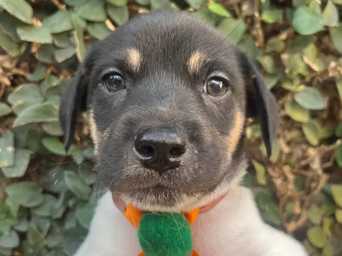 Cachorro ra a SRD-ViraLata idade Abaixo de 2 meses nome Gelo