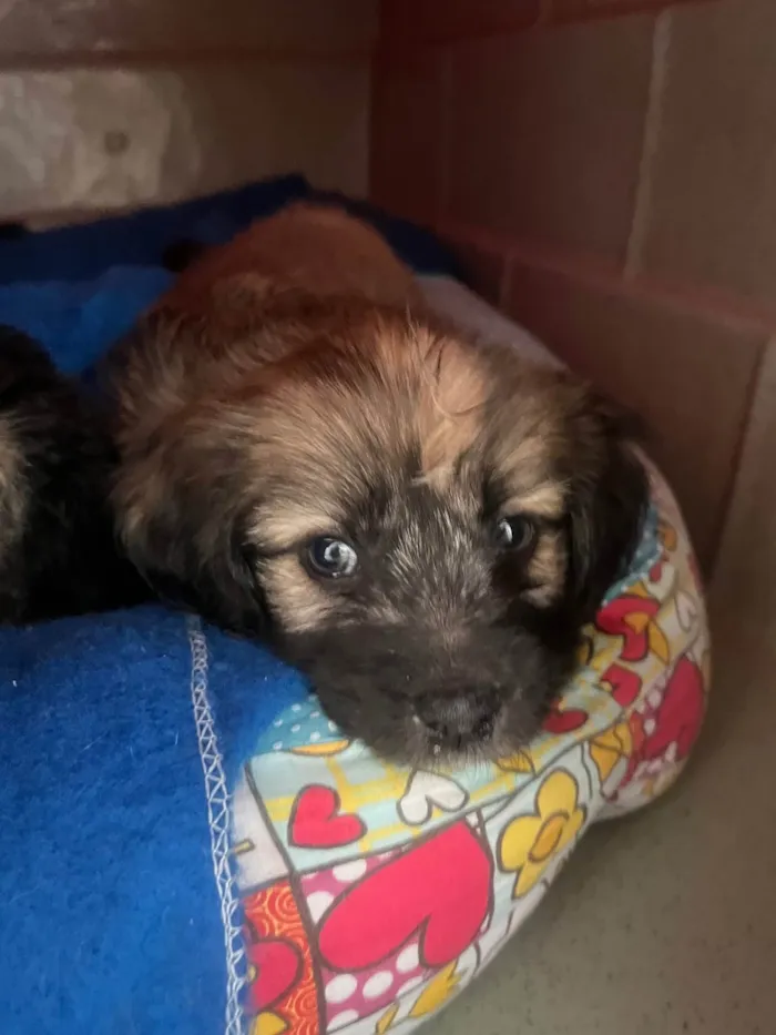 Cachorro ra a SRD-ViraLata idade Abaixo de 2 meses nome Fogo