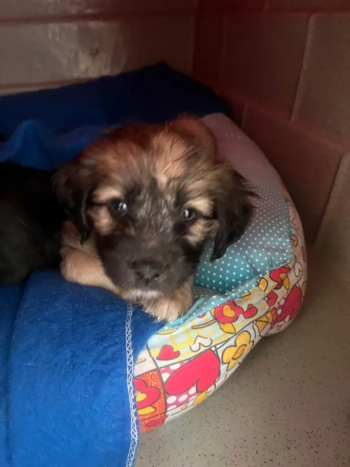 Cachorro ra a SRD-ViraLata idade Abaixo de 2 meses nome Fogo