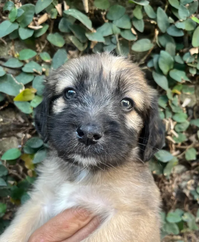 Cachorro ra a SRD-ViraLata idade Abaixo de 2 meses nome Fogo