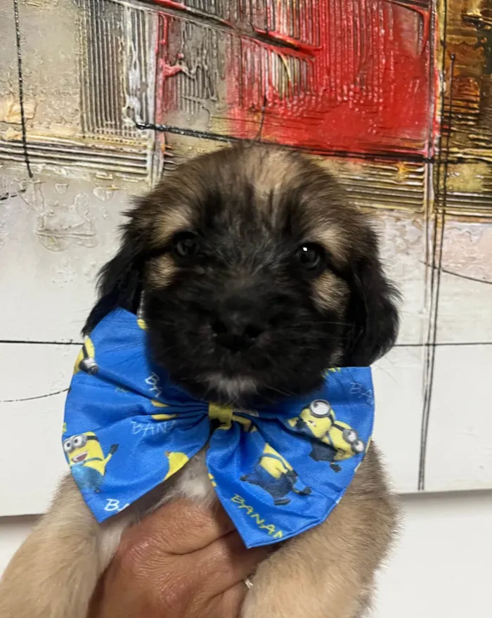 Cachorro ra a SRD-ViraLata idade Abaixo de 2 meses nome Fogo