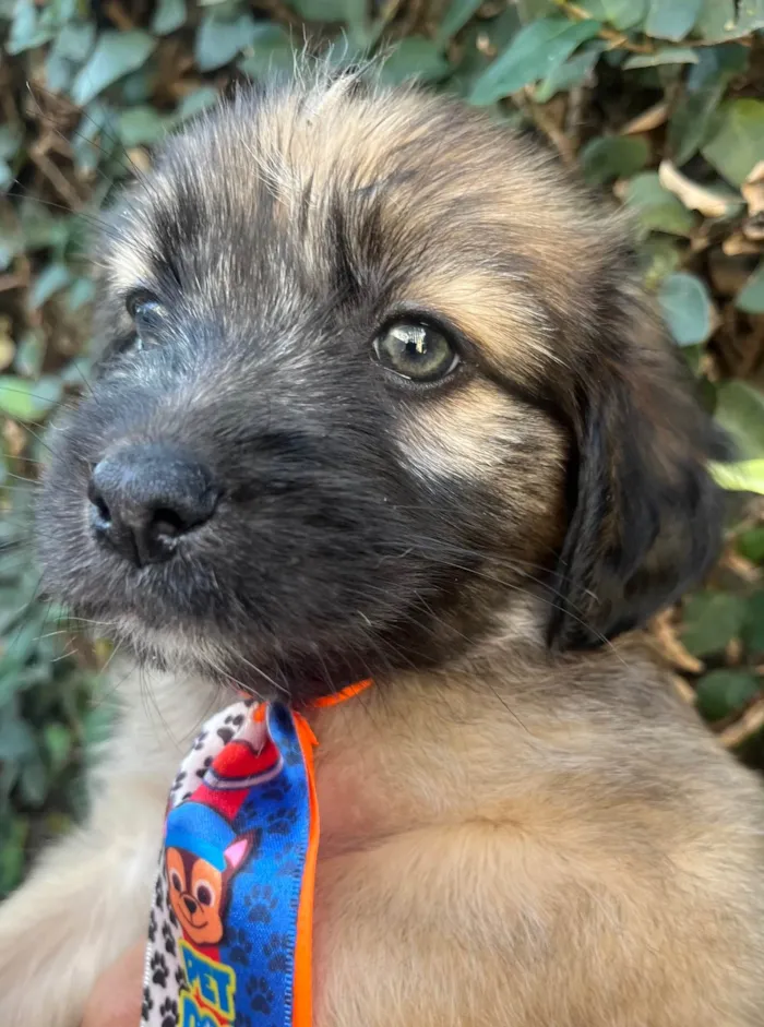 Cachorro ra a SRD-ViraLata idade Abaixo de 2 meses nome Fogo