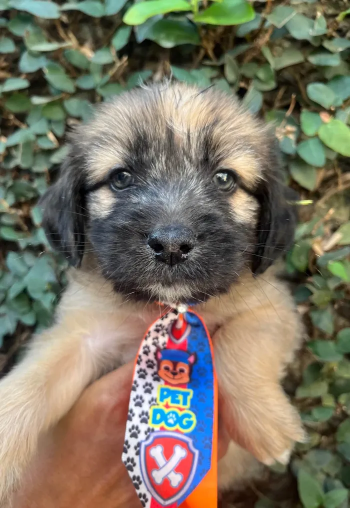 Cachorro ra a SRD-ViraLata idade Abaixo de 2 meses nome Fogo