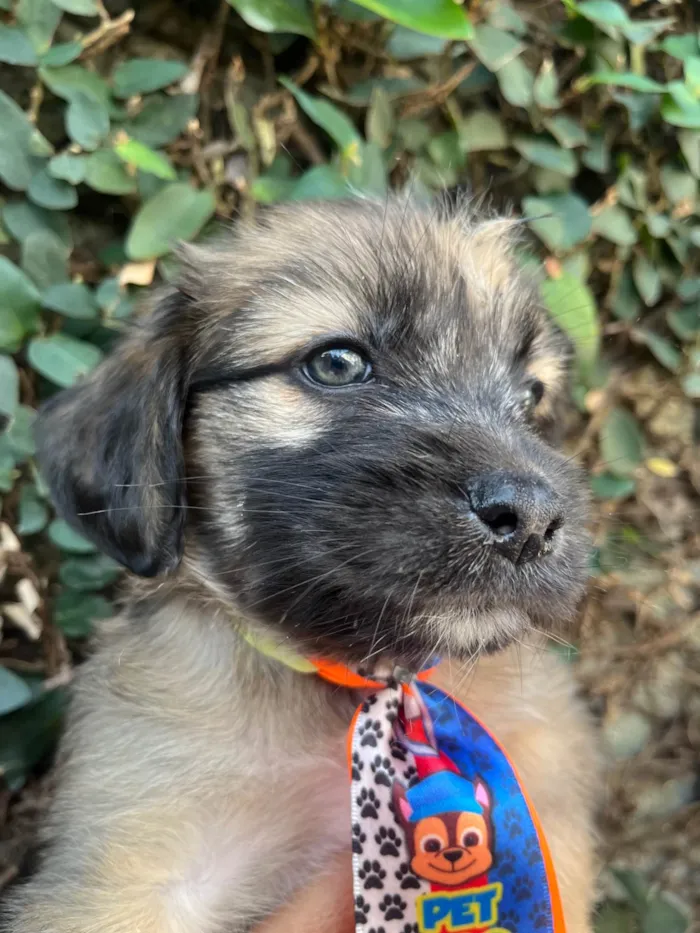 Cachorro ra a SRD-ViraLata idade Abaixo de 2 meses nome Fogo