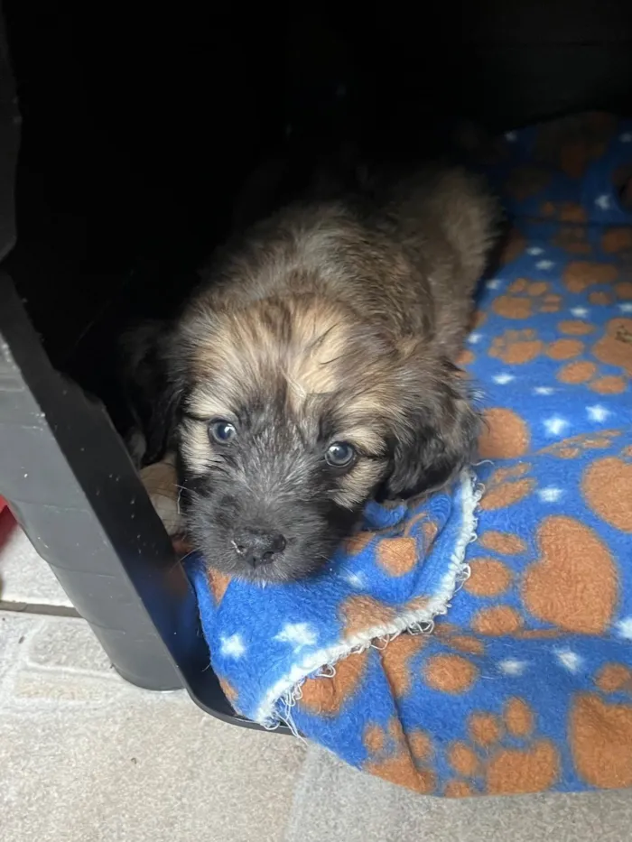 Cachorro ra a SRD-ViraLata idade Abaixo de 2 meses nome Fogo