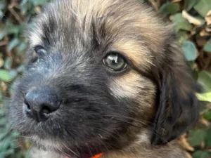 Cachorro raça SRD-ViraLata idade Abaixo de 2 meses nome Fogo