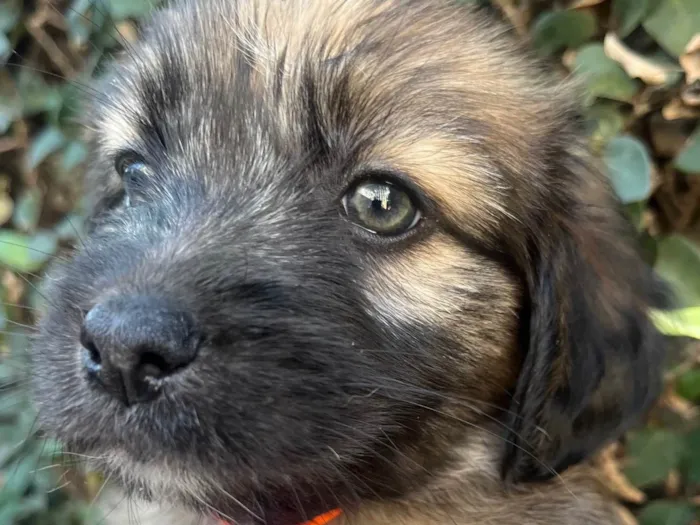 Cachorro ra a SRD-ViraLata idade Abaixo de 2 meses nome Fogo