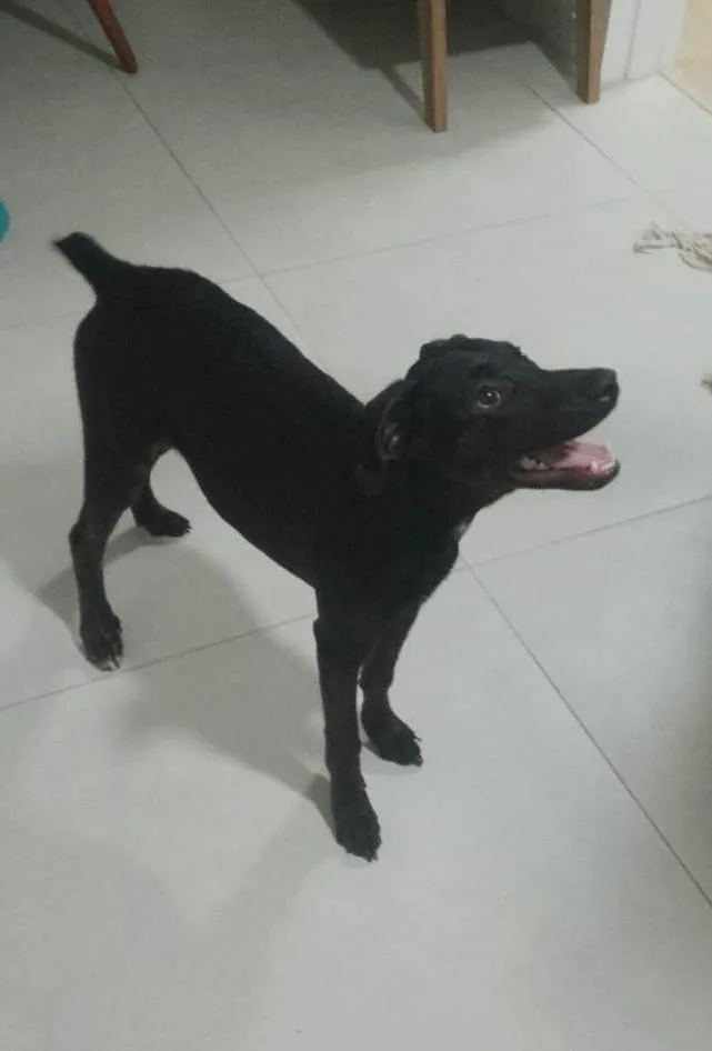 Cachorro ra a SRD-ViraLata idade 2 a 6 meses nome Anakin