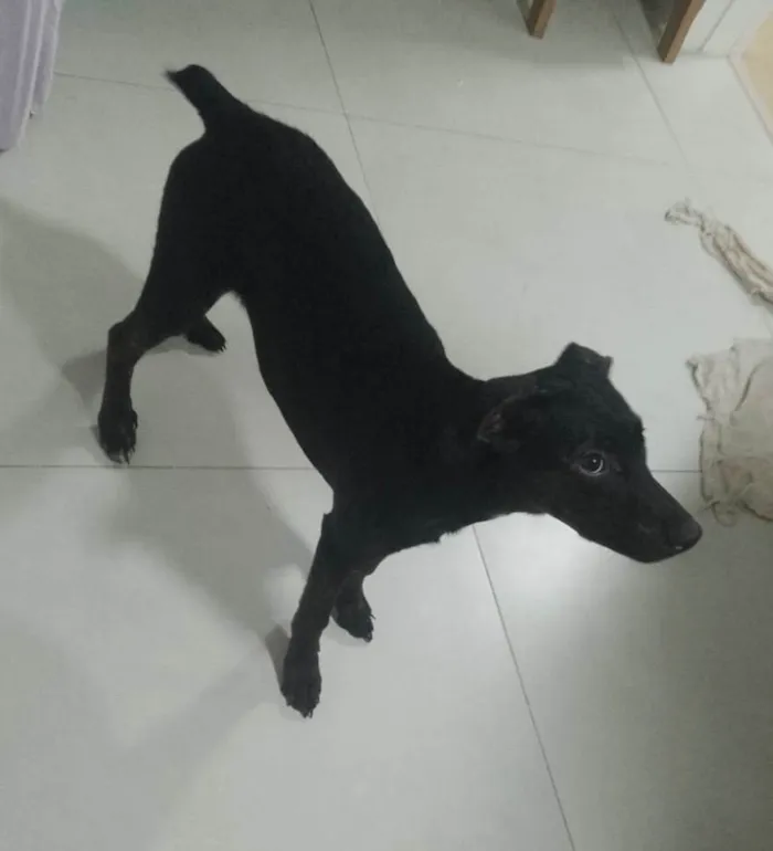 Cachorro ra a SRD-ViraLata idade 2 a 6 meses nome Anakin