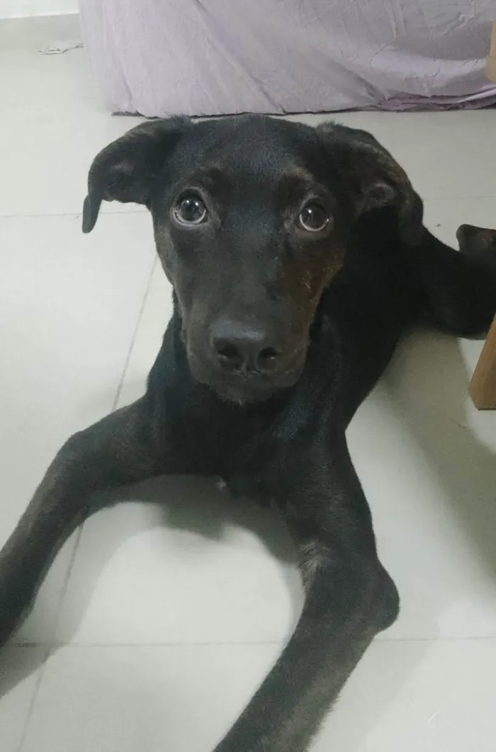 Cachorro ra a SRD-ViraLata idade 2 a 6 meses nome Anakin