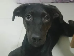 Cachorro raça SRD-ViraLata idade 2 a 6 meses nome Anakin