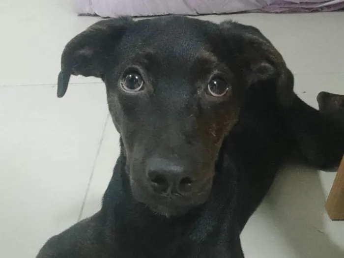 Cachorro ra a SRD-ViraLata idade 2 a 6 meses nome Anakin