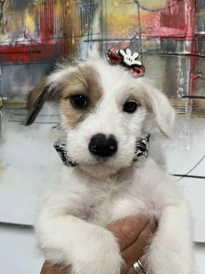 Cachorro ra a SRD-ViraLata idade 2 a 6 meses nome Mina