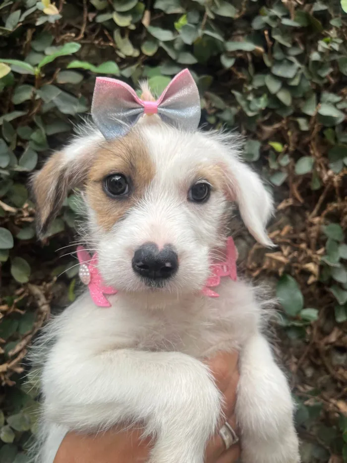 Cachorro ra a SRD-ViraLata idade 2 a 6 meses nome Mina