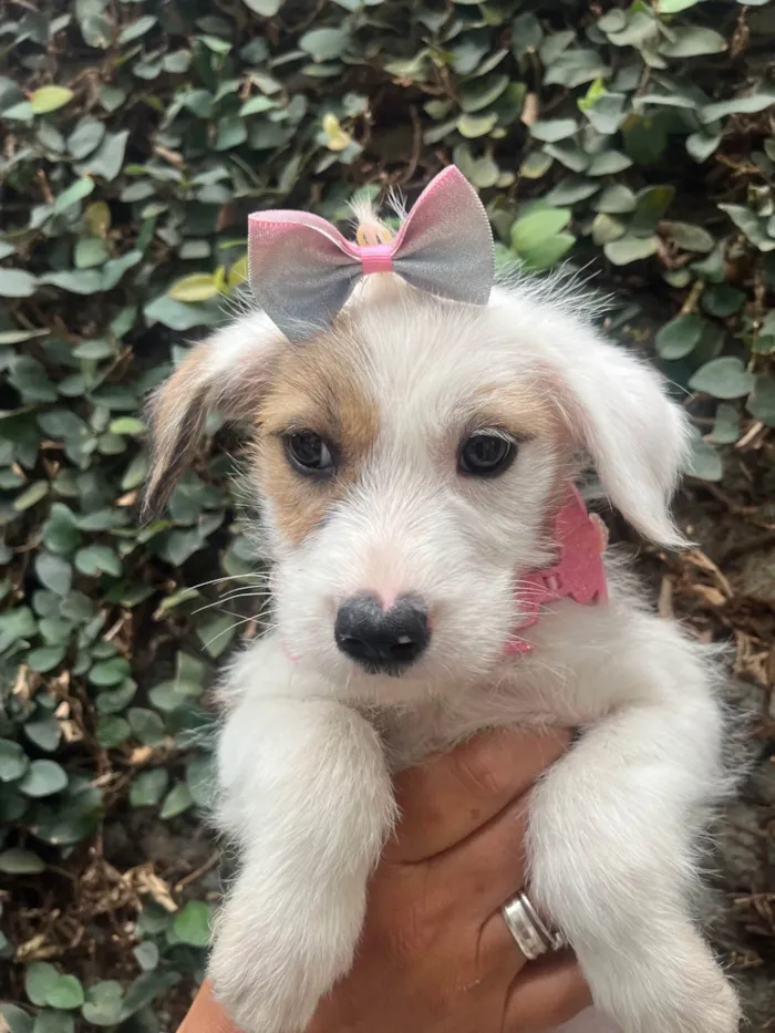 Cachorro ra a SRD-ViraLata idade 2 a 6 meses nome Mina