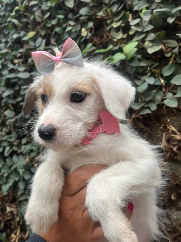 Cachorro ra a SRD-ViraLata idade 2 a 6 meses nome Mina