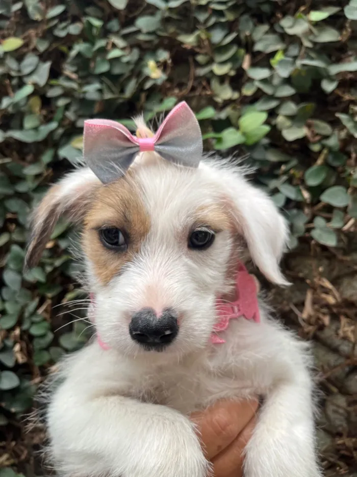 Cachorro ra a SRD-ViraLata idade 2 a 6 meses nome Mina