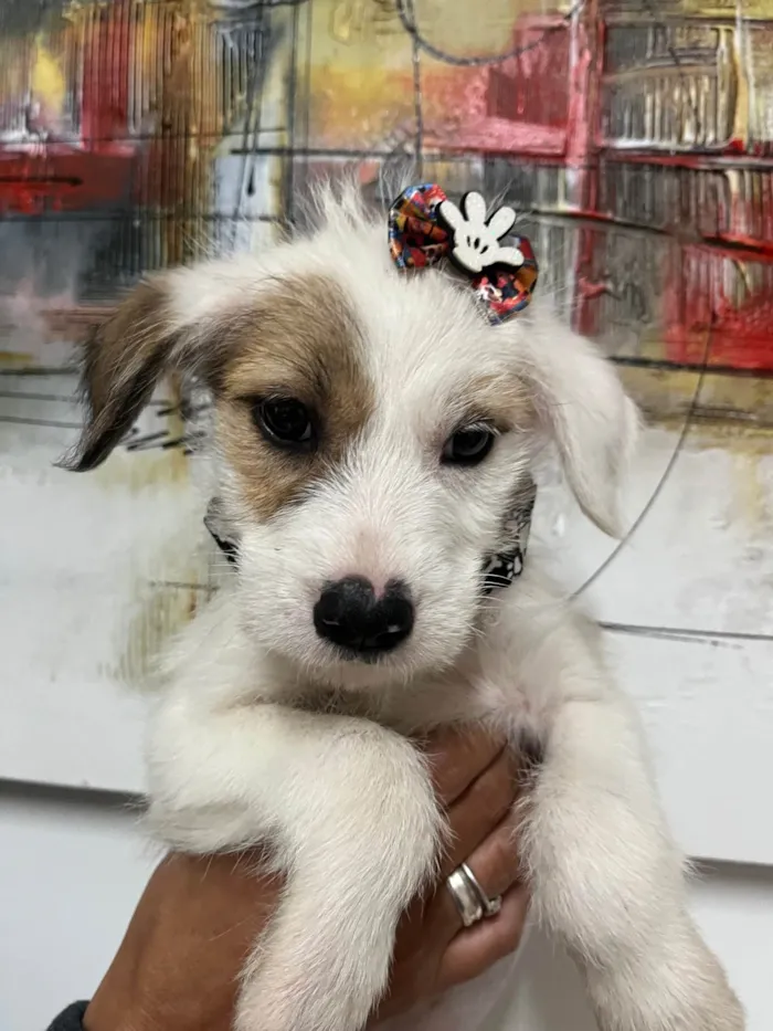 Cachorro ra a SRD-ViraLata idade 2 a 6 meses nome Mina