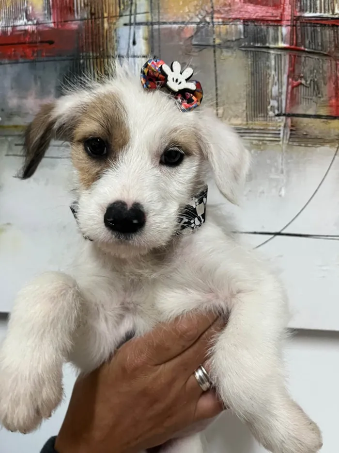Cachorro ra a SRD-ViraLata idade 2 a 6 meses nome Mina