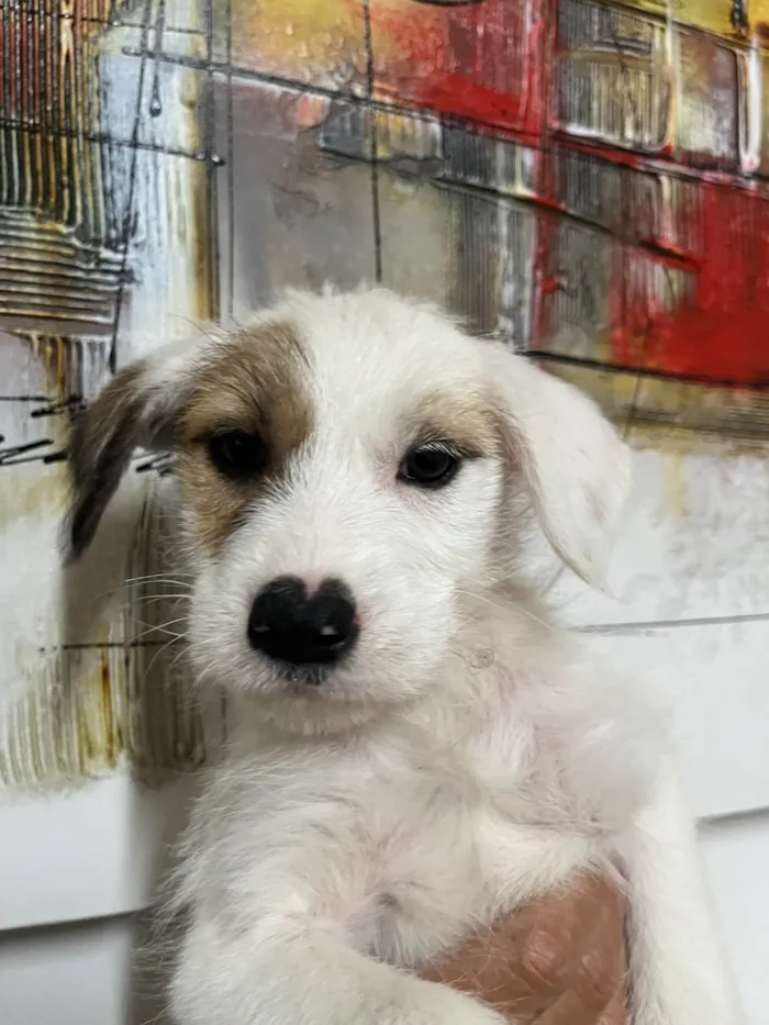 Cachorro ra a SRD-ViraLata idade 2 a 6 meses nome Mina