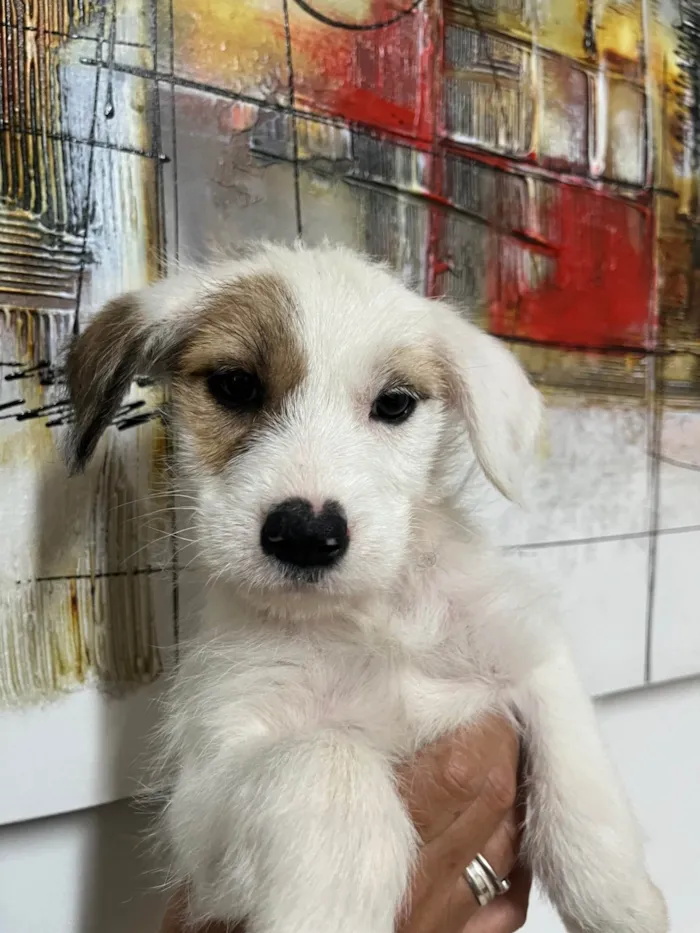 Cachorro ra a SRD-ViraLata idade 2 a 6 meses nome Mina