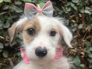 Cachorro raça SRD-ViraLata idade 2 a 6 meses nome Mina