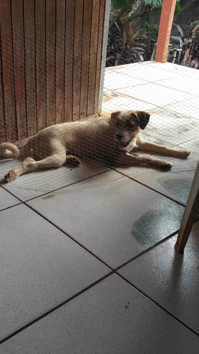 Cachorro ra a SRD-ViraLata idade 1 ano nome Tony