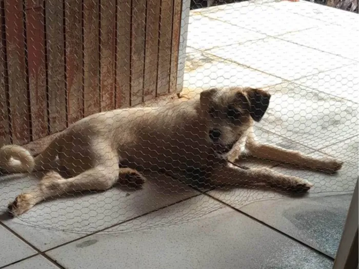 Cachorro ra a SRD-ViraLata idade 1 ano nome Tony