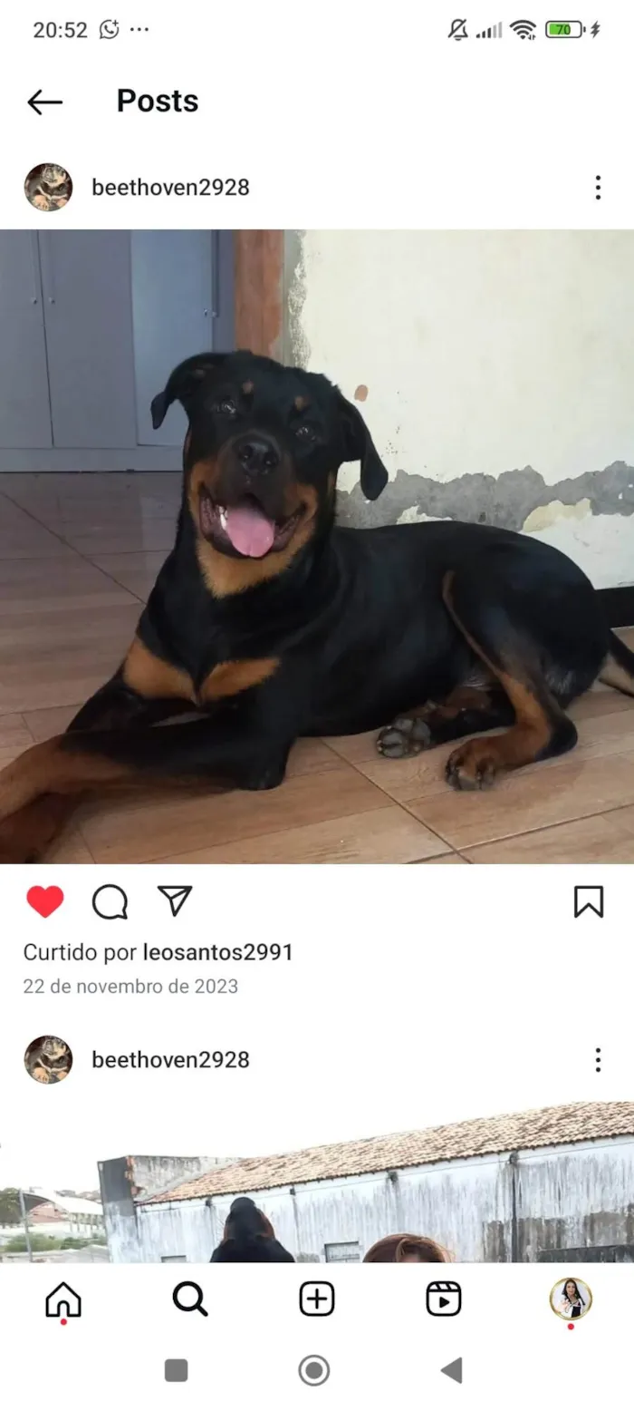 Cachorro ra a Rottweiler idade 2 anos nome Andrezia balbino 