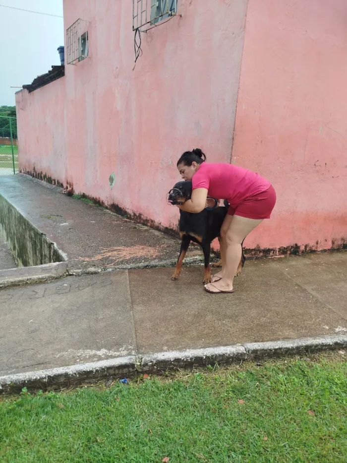 Cachorro ra a Rottweiler idade 2 anos nome Andrezia balbino 