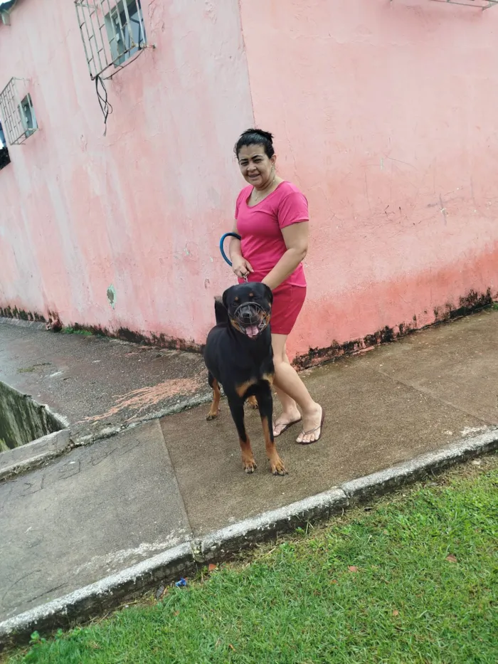 Cachorro ra a Rottweiler idade 2 anos nome Andrezia balbino 