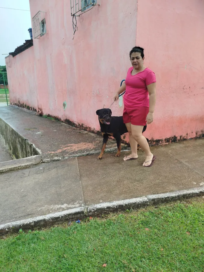 Cachorro ra a Rottweiler idade 2 anos nome Andrezia balbino 