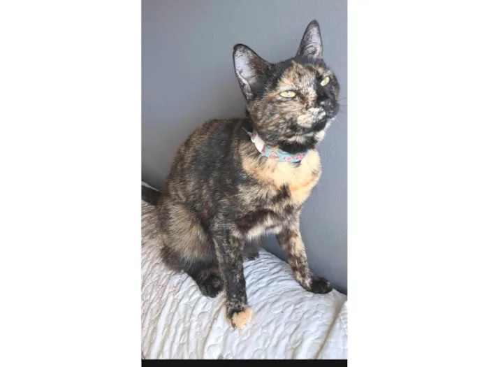 Gato ra a SRD-ViraLata idade 2 anos nome RAQUEL