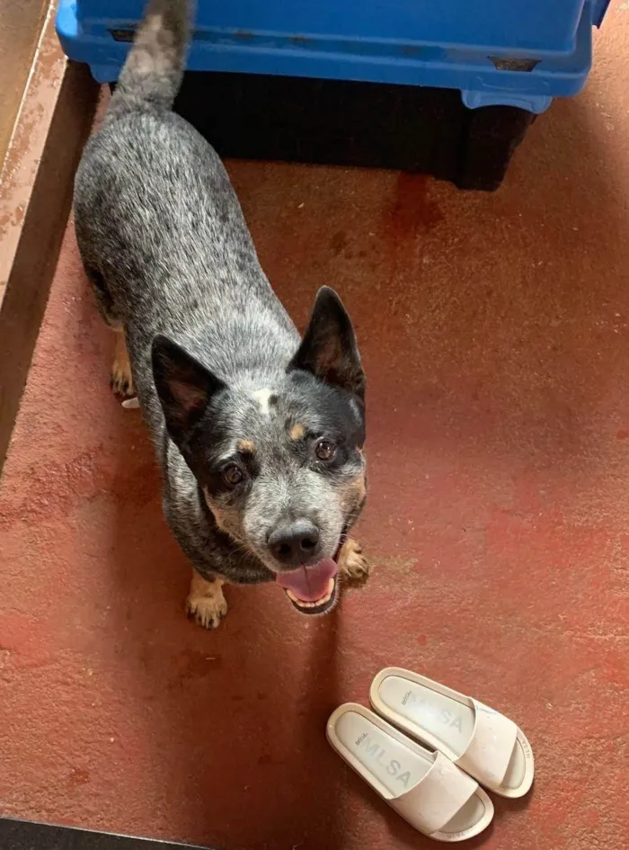 Cachorro ra a Setter idade 6 ou mais anos nome APOLLO