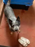 APOLLO